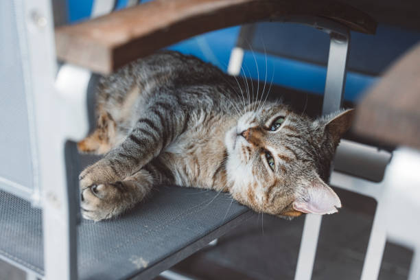 istock Cat resting on the garden chair 1333145258
