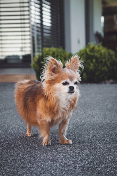 istock Pure breed chihuahua guarding the backyard 1333145272