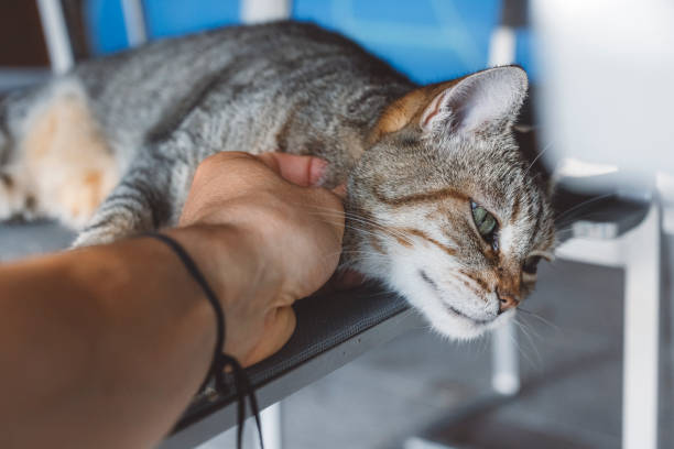 istock Cat resting on the garden chair 1333145277