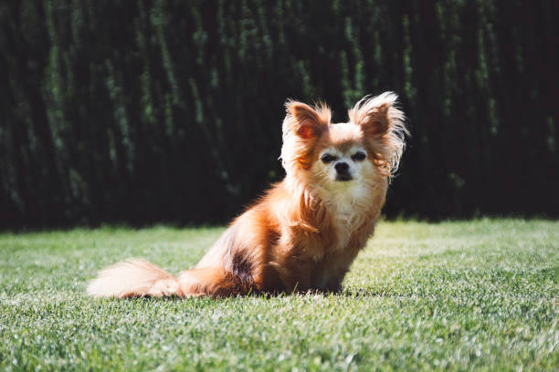istock Senior chihuahua sunbathing outside 1333145282