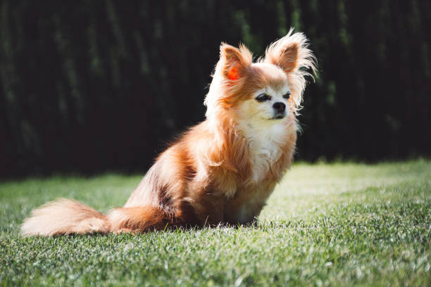 istock Senior chihuahua sunbathing outside 1333145285