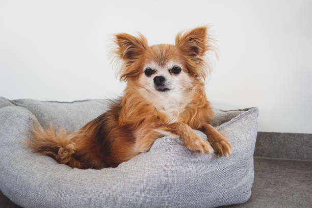 istock Small brown longhaired chihuahua resting in his bed 1333145287