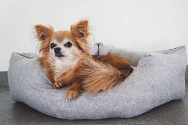 Small brown longhaired chihuahua resting in his bed