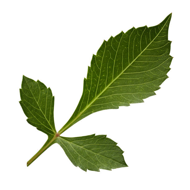 istock dahlia leaves isolated on a white background. 1333145428