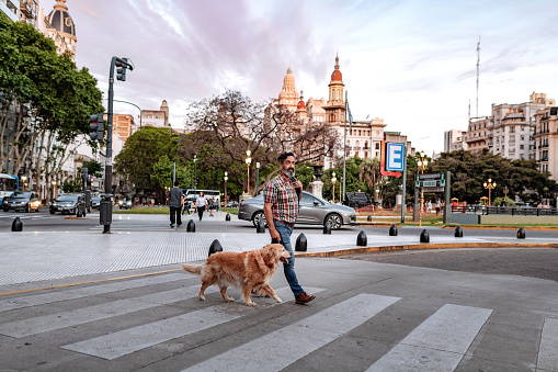 Mature man with golden retriever dog crossing the street in downtown