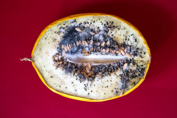 Rotten melon with fungus growing on the pulp. A closeup shot of fungus on a rotten melon. Blue and black mold on melon. Spoiled food. Poisonous fruit. stock photo