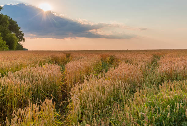 campo de trigo maduro contra el cielo, sol detrás de una nube - wheat winter wheat cereal plant spiked fotografías e imágenes de stock