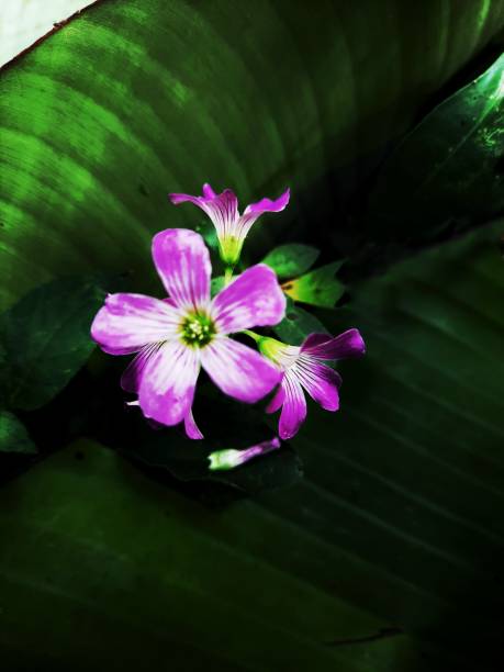 istock beautiful wild flowers 1333147339