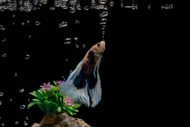 Siamese fighting fish,Betta splendens, in the aquarium with bubbles, Black background, Halfmoon Betta.