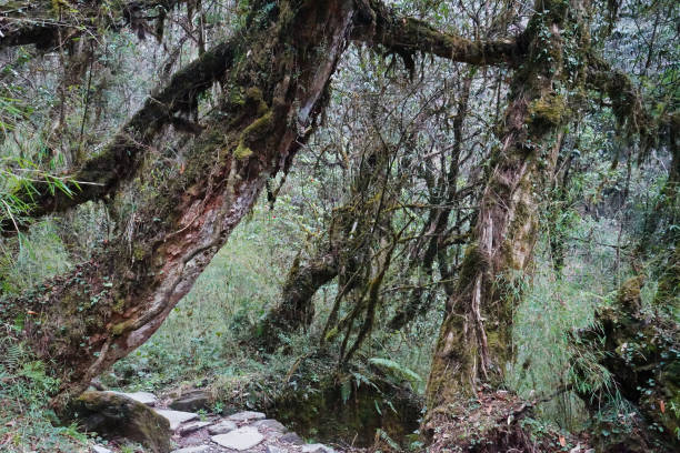 istock Trekking trail pathway with rocky steps among green forest 1333149346