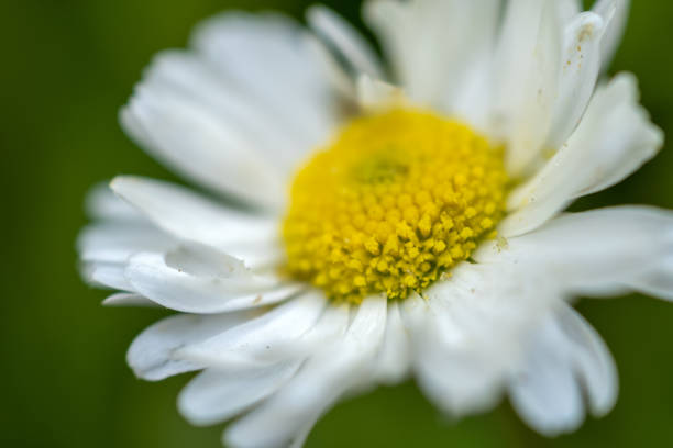 istock White daisy flower close-up in the garden 1333149353