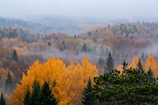 Foggy morning in the autumn forest,  Finland