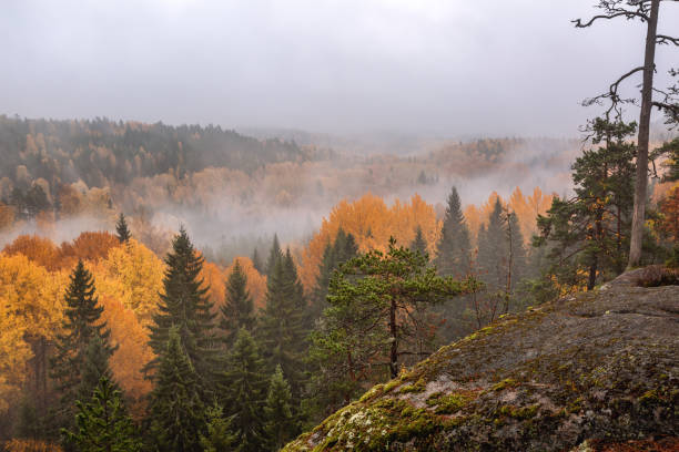 istock Misty autumn morning forest, Finland 1333150834