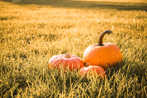 Three pumpkins on a field grass background. Thanksgiving day. Orange holiday postcard. Business card. Banner. Halloween symbol. Autumn landscape. Farm harvest decor. Beautiful vegetables. Useful food.