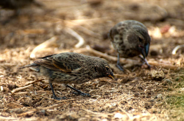istock Small ground Finch (Geospiza fuliginosa) foraging 1333151776