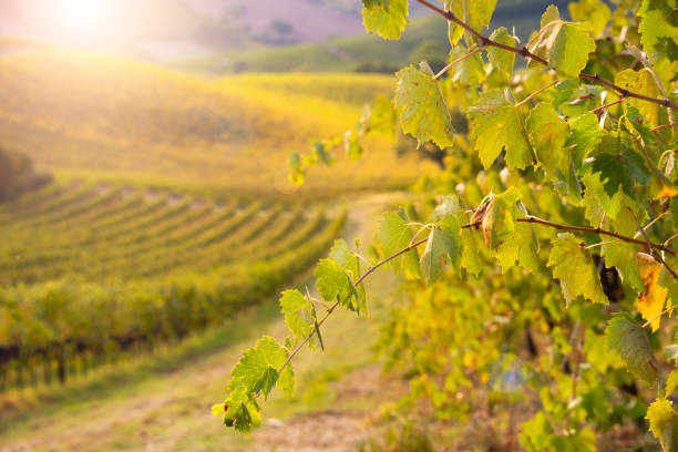 istock Vineyards and winery in autumn lit by sun 1333152187
