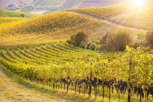 istock Vineyards and winery in autumn lit by sun 1333152222