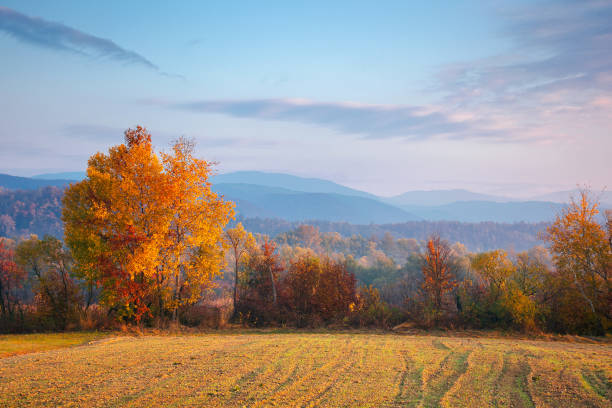 istock autumnal rural landscape at sunrise 1333152306