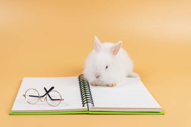 istock Adorable furry baby rabbit black looking at something with eyeglasses on book while sitting over isolated pastel background. Newborn bunny study information. Animal education concept. 1333152482