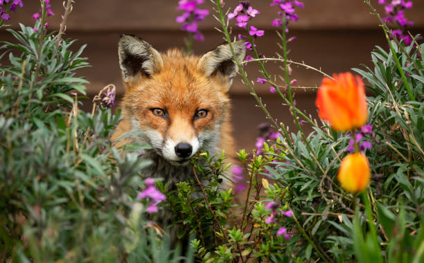 istock Cute Red Fox among flowers in spring 1333152670