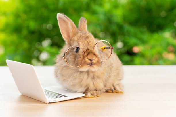Easter holiday animal, technology e-learning concept. Baby bunny brown wearing eye glasses with laptop sitting on the wood. Lovely baby rabbit looking camera with notebook on bokeh nature background.