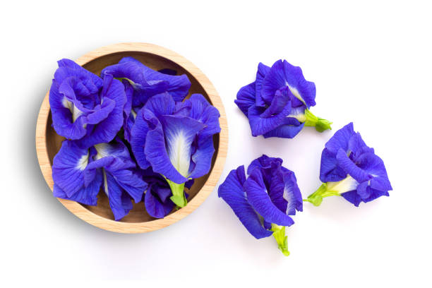 flor de guisante de mariposa o guisante azul, bluebellvine, clitoria ternatea en cuenco de madera aislado sobre blanco - pea flower fotografías e imágenes de stock