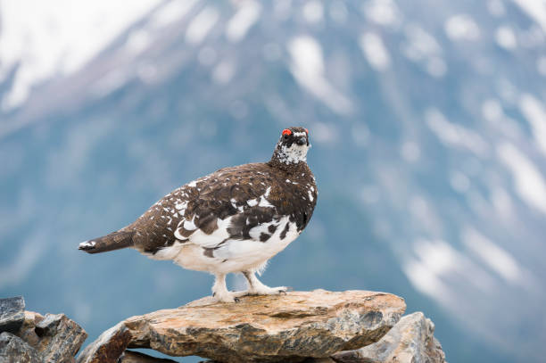 istock rock ptarmigan male 1333155854