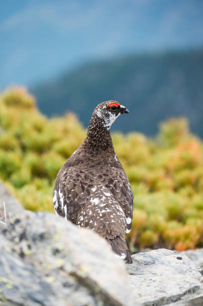 istock rock ptarmigan male 1333155872