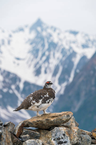 istock rock ptarmigan and mt.yarigatake 1333155894