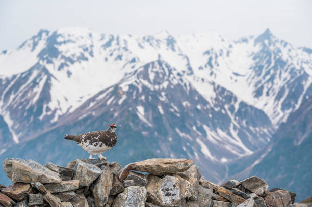istock rock ptarmigan and mt.yarigatake 1333155898