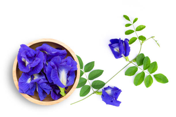 istock Butterfly pea flower or blue pea flower 1333155906