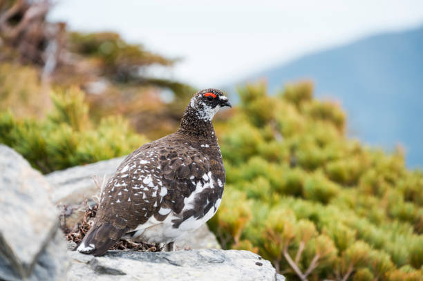 istock rock ptarmigan male 1333155956
