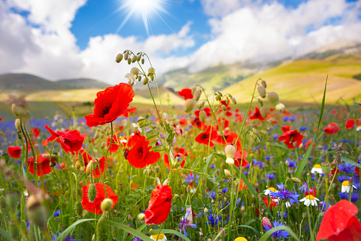 Field of blooming poppies and other flowers in summer