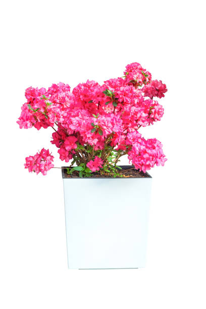 istock Pink Azalea growing in big white plastic pot isolated on white background 1333156436