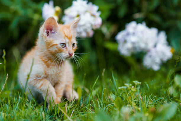 istock Adorable red kitten with green eyes posing outdoors in grass. 1333156492