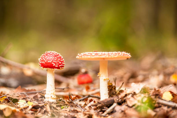 vola agarico o vola amanita fungo rosso con macchie bianche - moss fungus macro toadstool foto e immagini stock