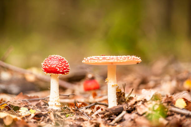 アガリックを飛ぶか、白い斑点を持つアマニタ赤いキノコを飛ぶ - toadstool fly agaric mushroom mushroom forest ストックフォトと画像