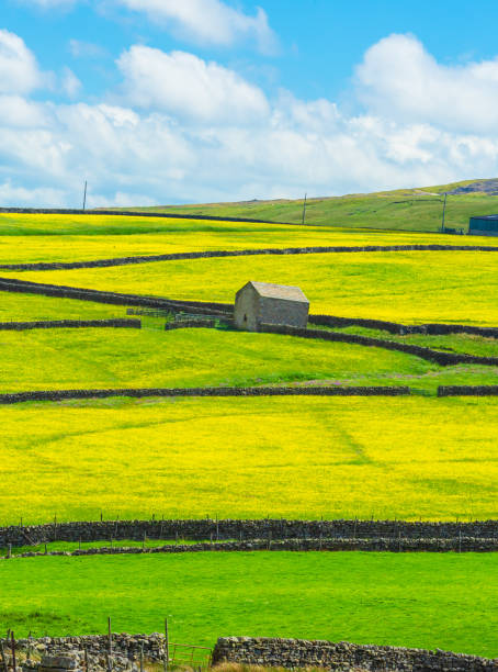 muker prairies de fleurs sauvages en été.  champs de renoncules jaunes, murs en pierres sèches et étables ou étables.  yorkshire dales, royaume-uni. - yorkshire dales photos et images de collection