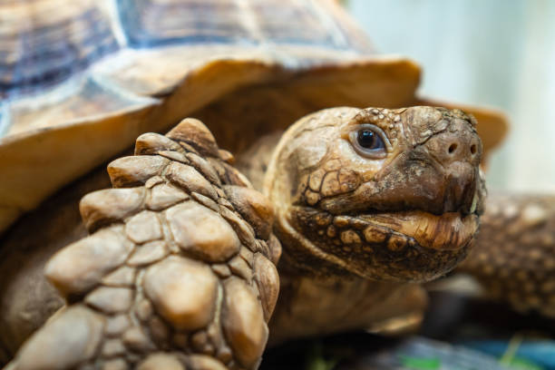 istock Close up of african spurred tortoise 1333159916