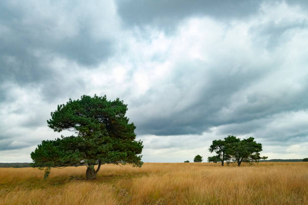 Trees in autumn colors in a field in a blue cloudy sunlight at fall, Almere, Flevoland, The Netherlands, October 31, 2020