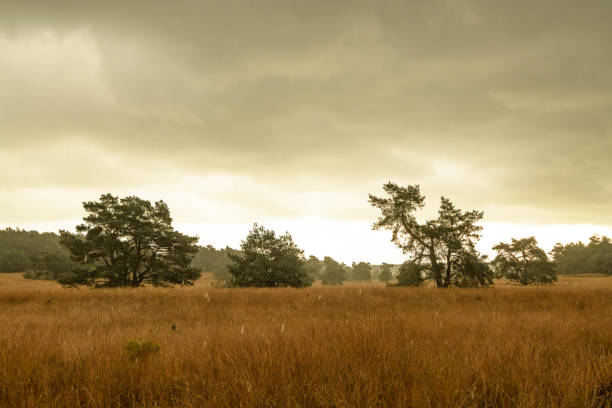 istock Pine tree on the moors with rainfall during autumn 1333160018