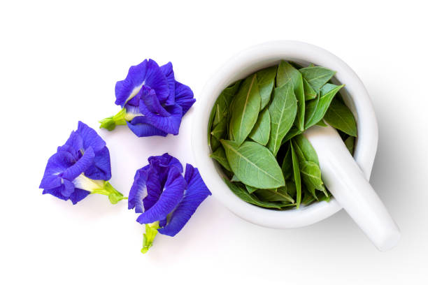 Inermis lawsonia henna leaves Closeup Herbal Henna leaves in white mortar and fresh butterfly pea flower (blue pea, clitoria ternatea) isolated on white background. Hair dye concept. Top view. Flat lay. butterfly purple blue isolated stock pictures, royalty-free photos & images