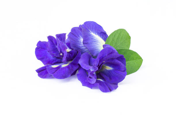 fiore testa farfalla (testa blu, bluebellvine, testa di cordofan, clitoria ternatea) - pea flower foto e immagini stock