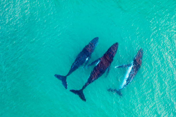 istock Humpback whales swimming in pristine shallow water 1333160447