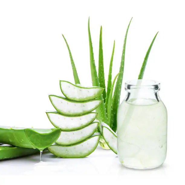 Aloe Vera essential oil extract with Aloevera plant and cut slice isolated on white background. Skin care, health, beauty and spa concept.