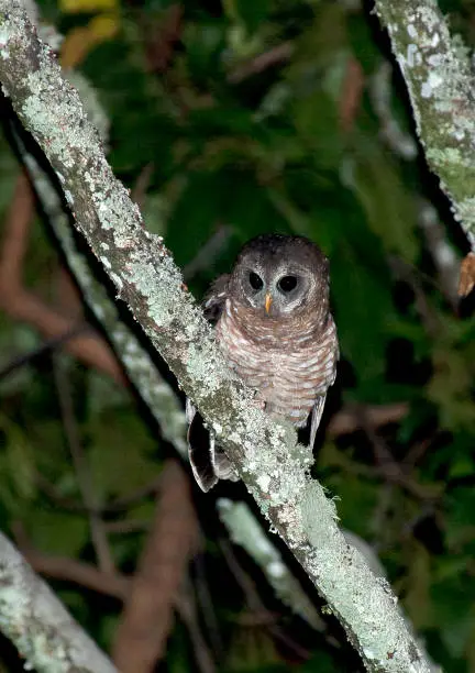 African Wood-Owl (Strix woodfordii) perched in a tree during the night