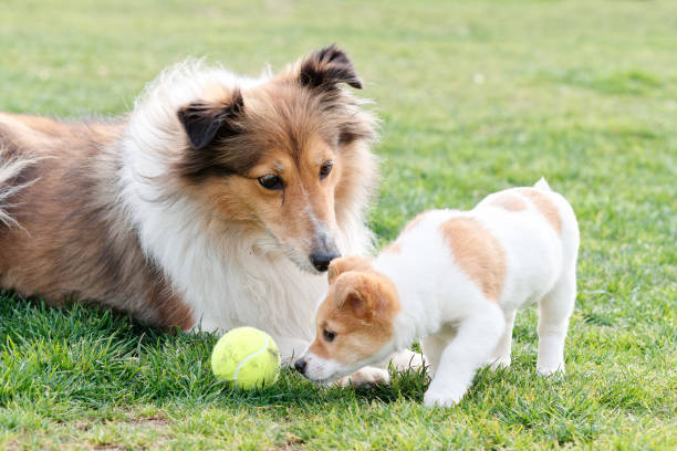 Cute aged Shetland sheepdog lying on grass field with puppy dog sniffing tennis ball. stock photo