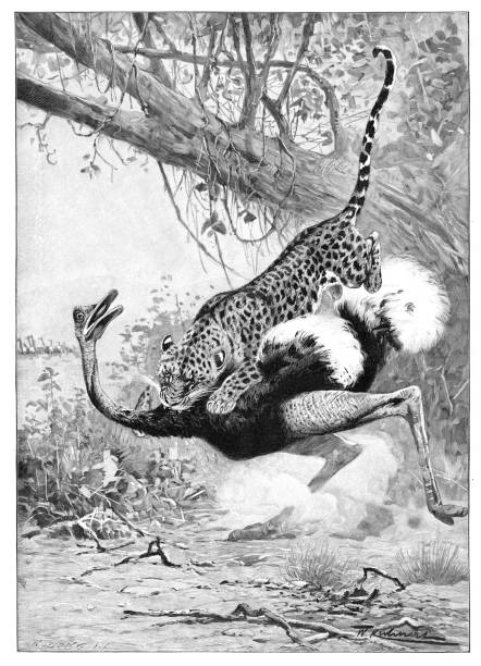 леопард атакует страуса в африке 1896 - leopard 2 stock illustrations