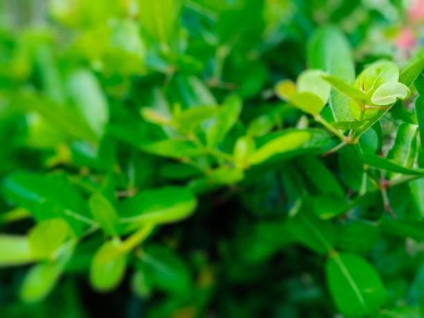 istock Green leaf in nature with bokeh backgrounds 1333165184