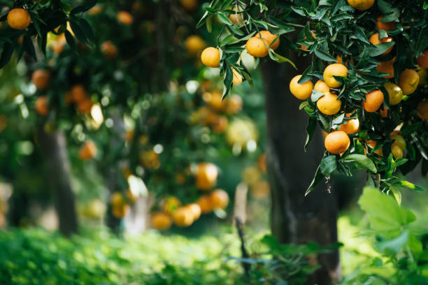 istock Tangerine sunny garden 1333165429